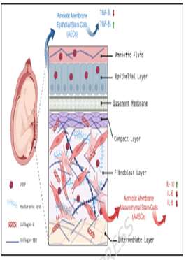 Recent advances on anti-scarring properties of amniotic membrane: emerging strategies and clinical potentials in regenerative me
